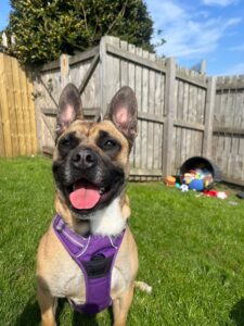 Pet Image